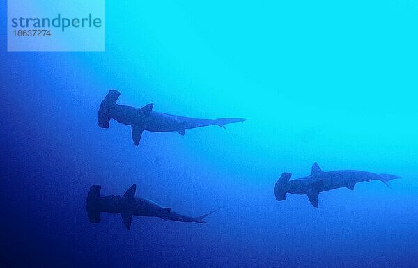 Scalloped Hammerhead Sharks  Bogenstirn-Hammerhaie (Sphyrna lewini) Indopazifischer Hammerhai