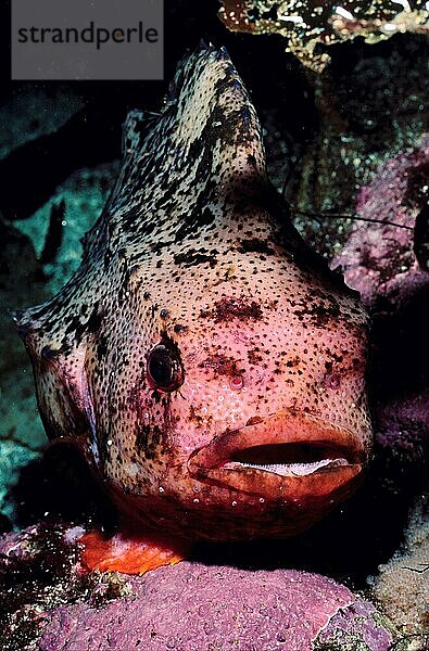 Lumpsucker  Seehase (Cyclopterus lumpus) Andere Tiere  other animals  Fische  fish  Unterwasser  under water  Meer  Salzwasser  salt water  Nordsee  North Sea  Ostsee  Baltic Sea  Atlantik  Atlantic  außen  outdoor  frontal  head-on  von vorn...