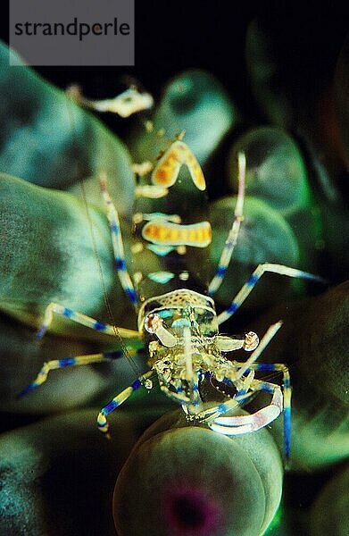 Shrimp (Periclimenes amethysteus)  Gebänderte Partnergarnele  gebänderte  Andere Tiere  other animals  Krebse  crustacean  Unterwasser  under water  Mittelmeer  Mediterranean Sea  Salzwasser  salt water  außen  outdoor  frontal  head-on  von vorne...