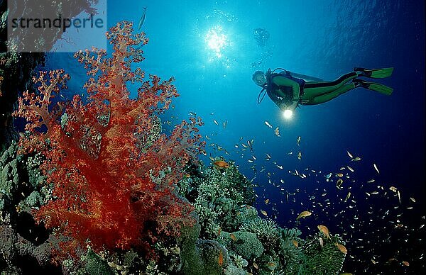 Diver at coral reef  Red Sea  Taucher an Korallenriff  Rotes Meer  Unterwasser  under water  Salzwasser  salt water  außen  outdoor  Gegenlicht  back light  Querformat  horizontal