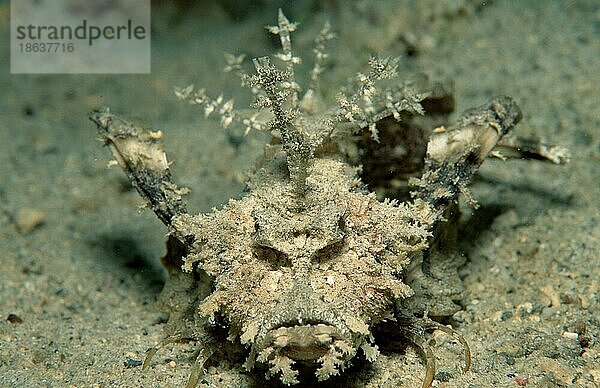 Caledonian Stinger (Inimicus caledonicus)  Teufelsfisch  Andere Tiere  other animals  Fische  Unterwasser  under water  Salzwasser  salt water  Indischer Ozean  Indian Ocean  Pazifik  Pacific  außen  outdoor  frontal  head-on  von vorne  Querformat  ...