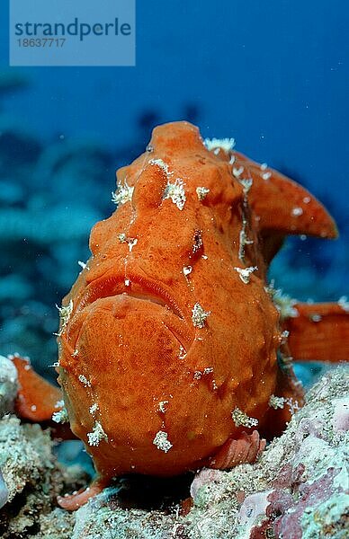 Giant Anglerfish (Antennarius commersonii)  Riesen-Anglerfisch  Andere Tiere  other animals  Fische  Unterwasser  under water  Salzwasser  salt water  Indischer Ozean  Indian Ocean  Pazifik  Pacific  außen  outdoor  frontal  head-on  von vorne  orang...