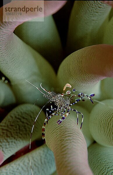 Anemone Shrimp  Carribean Sea  Anemonengarnele  Karibik  Andere Tiere  other animals  Krebse  crustacean  Unterwasser  under water  Korallenriff  coral reef  Salzwasser  salt water  Meer  außen  outdoor  frontal  head-on  von vorne  vertic...