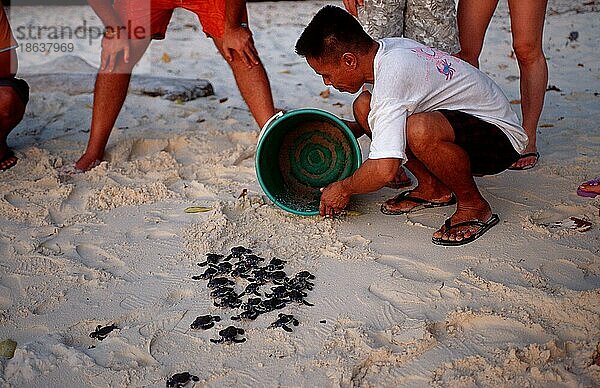 Man releasing young Green Turtles  Mann lässt Suppenschildkröten frei  Jungtiere  Suppenschildkröte (Chelonia mydas)  Grüne Schildkröte  Sipadan  Malaysia  Asien