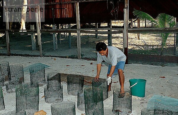 Ranger in der Meeresschildkröten-Aufzuchtstation  Sipadan  Borneo  Malaysia  Asien