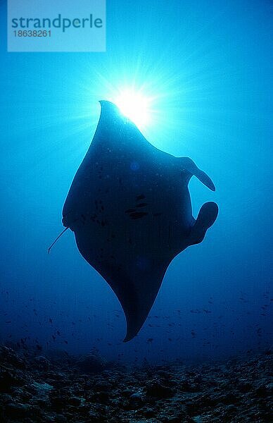 Manta-Rochen  Ari atol (Manta birostris)  Malediven  Asien