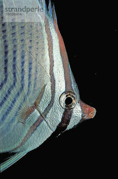 Baroness-Falterfisch (Chaetodon baronessa)  seitlich  Malediven  Asien