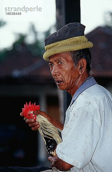 Mann mit Haushahn bei Hahnenkampf  Bali  Hahn  Haushuhn  Indonesien  Asien