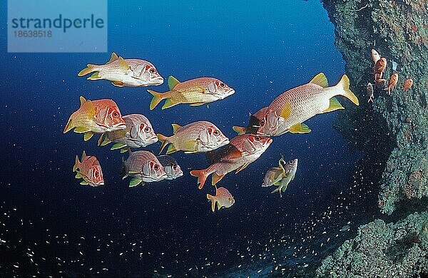 Große Soldatenfische  Ari-Atoll  Grossdornhusar  Großdorn-Husarenfisch (Sargocentron spiniferum) Malediven