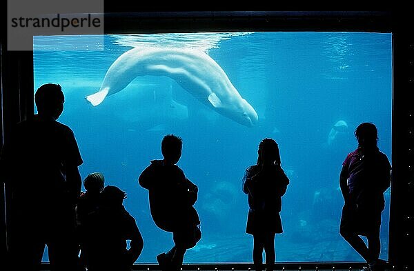 Touristen beobachten Beluga (Delphinapterus leucas)  Sea World  San Diego  Kalifornien  Belugawal  Weißwal  USA  Nordamerika