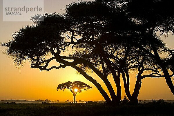 Schirmakazien (Acacia tortilis)  Amboseli Nationalpark  Kenia  Afrika