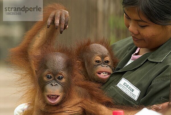 Tierpflegerin mit Borneo-Orang-Utans  Jungtiere  Rehabilitationszentrum für verwaiste Orang-Utans  Samboja-Lestari  Borneo (Pongo pygmaeus pygmaeus)  Indonesien  Asien