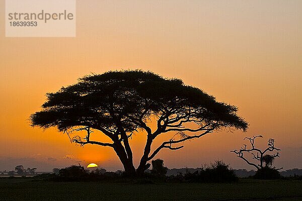 Schirmakazie (Acacia tortilis)  Amboseli Nationalpark  Kenia  Afrika