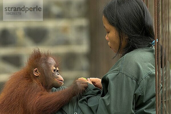 Tierpflegerin mit Borneo-Orang-Utan  Jungtier  Rehabilitationszentrum für verwaiste Orang-Utans  Samboja-Lestari  Borneo (Pongo pygmaeus pygmaeus)  Indonesien  Asien