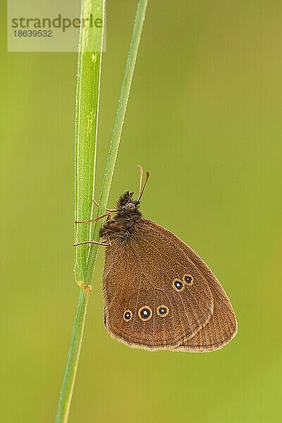 Brauner Waldvogel (Aphantopus hyperantus)  Rheinland-Pfalz  Deutschland  Europa