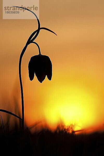 Schachblume (Fritillaria meleagris)  Sonnenuntergang  Rheinland-Pfalz  Deutschland  Europa