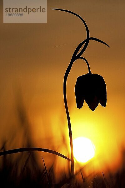 Schachblume (Fritillaria meleagris)  Sonnenuntergang  Rheinland-Pfalz  Deutschland  Europa