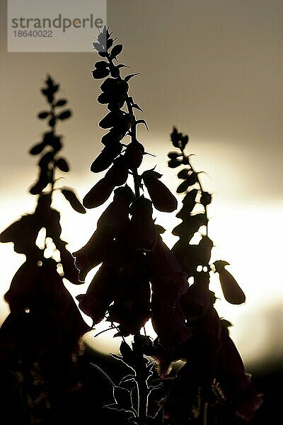 Rote Fingerhut (Digitalis purpurea)  Rheinland-Pfalz  Deutschland  Europa