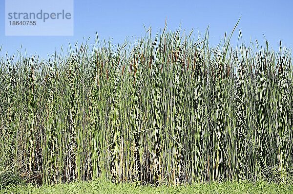 Südlicher Rohrkolben (Typha domingensis)  Griechenland  Europa