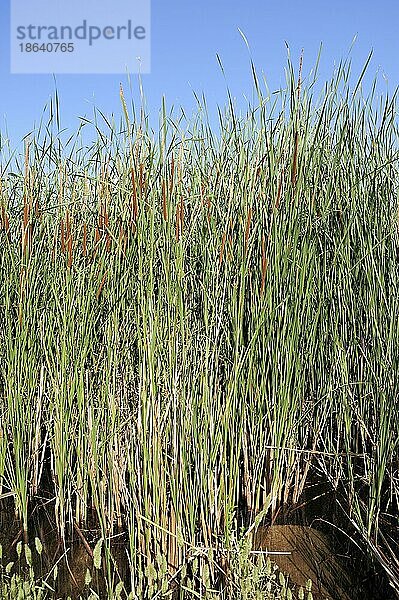 Südlicher Rohrkolben (Typha domingensis)  Griechenland  Europa