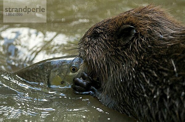 Europäischer Biber (Castor fiber) und Döbel (Squalius cephalus)  Rosenheim  Bayern  Deutschland  Europa