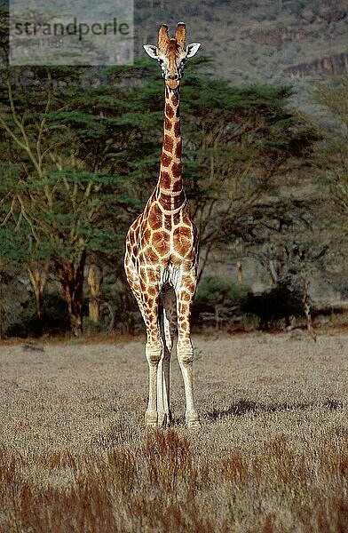Giraffe  Samburu national park  Kenya  Netzgiraffe (Giraffa camelopardalis reticulata)  Samburu-Nationalpark  Säugetiere  mammals  Huftiere  hoofed animals  Paarhufer (cloven-hoofed animals)  außen  outdoor  frontal  head-on  v...  Kenia  Afrika