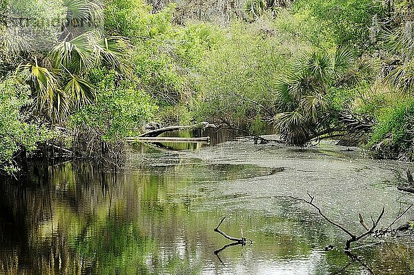 Fluss  Myakka River State Park  Florida  USA  Nordamerika