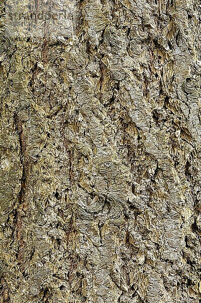 Rotfichte  Rinde  Gemeine Fichte (Picea abies)  Niederlande  Europa