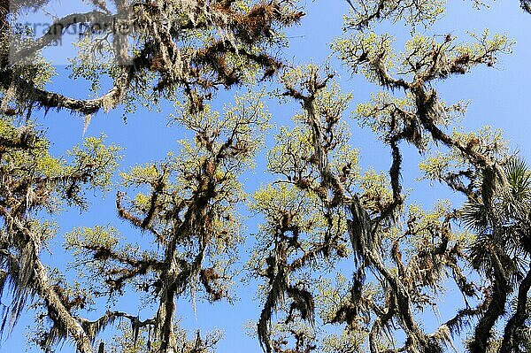 Bäume mit Spanischem Moos (Tillandsia usneoides)  Myakka River State Park  Florida  USA  Nordamerika