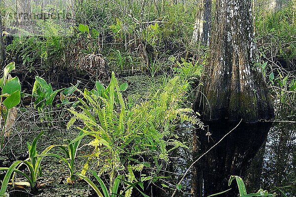 Farn und Sumpfzypresse (Taxodium distichum)  Corkscrew Swamp Sanctuary  Florida  USA  Nordamerika