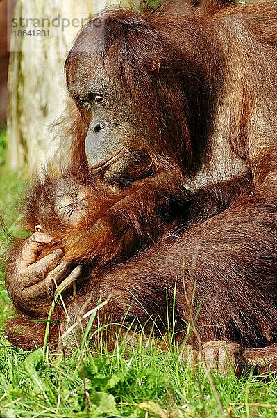 Borneo-Orang-Utans  Weibchen mit Jungtier (Pongo pygmaeus pygmaeus)