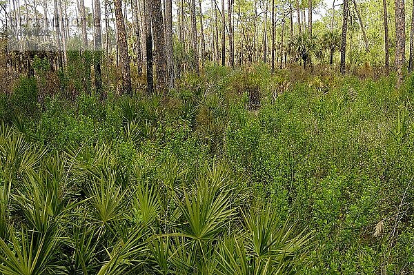 Wald mit Sägepalmen (Serenoa repens) und Elliot-Kiefern  Everglades Nationalpark  Florida (Pinus eliotti)  Sägepalme  USA  Nordamerika