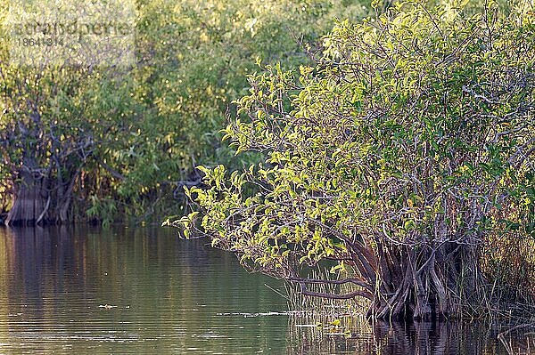 Rote Mangrove (Rhizophora mangle)  Everglades-Nationalpark  Florida  USA  Nordamerika