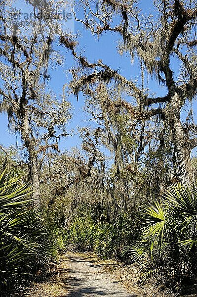 Bäume mit Spanischem Moos (Tillandsia usneoides) und Sägepalmen  Myakka River State Park  Florida  USA  Nordamerika