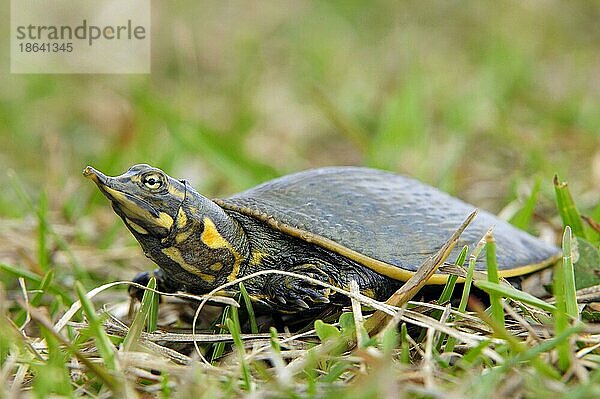 Junge Florida-Softshell-Schildkröte  Everglades-Nationalpark  Florida (Apalone ferox) (Trionyx ferox)  USA  Nordamerika