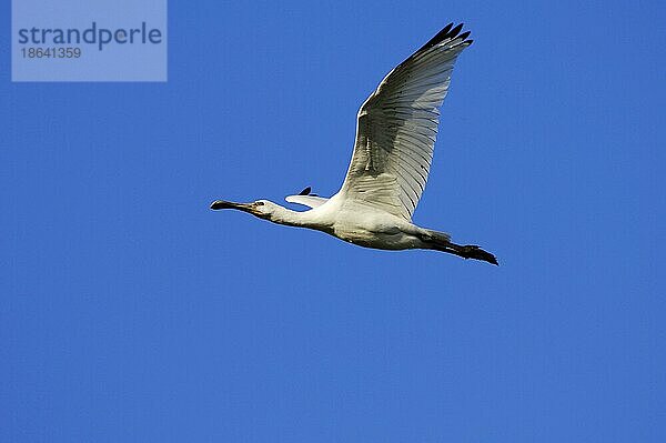 Löffler (Platalea leucorodia)  juvenil  Texel  freistellbar  Niederlande  Europa