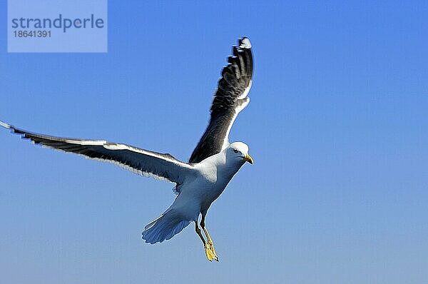 Zwergmöwe (Larus fuscus)  Texel  Niederlande  Europa