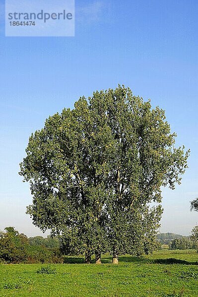 Schwarzpappeln (Populus nigra)  Nordrhein-Westfalen  Deutschland  Europa