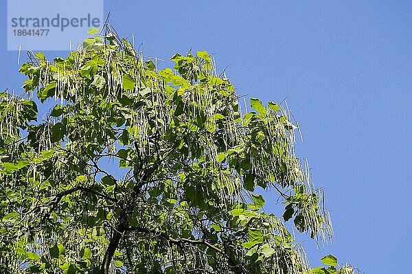 Trompetenbaum (Catalpa bignonioides) mit Früchten
