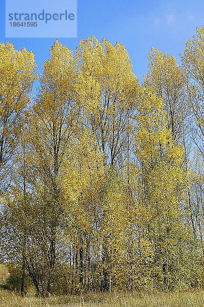Grau-Pappeln  Nordrhein-Westfalen (Populus canescens)  Graupappel  Deutschland  Europa