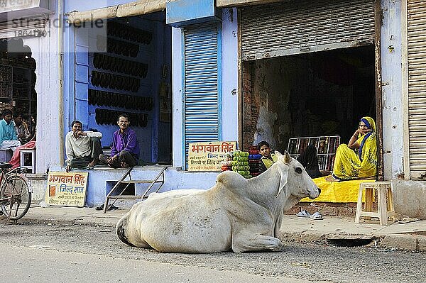 Hausrind vor Geschäft  Bharatpur  Rajasthan  Indien  Kuh  Kühe  Heilige Kuh  Asien