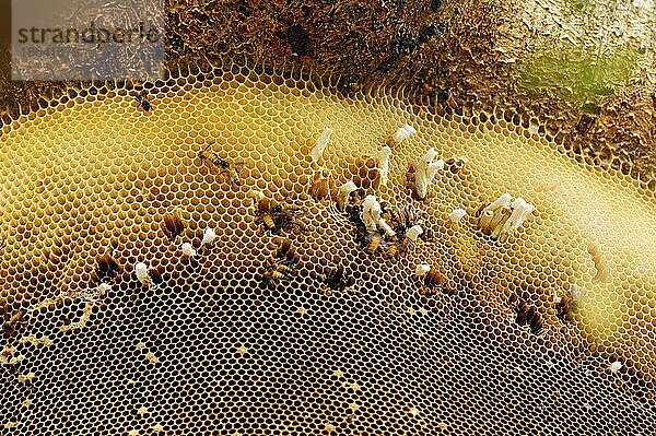 Wildes Bienennest  Riesen-Honigbiene (Apis dorsata)  Keolade  Biene  Honigbiene  Wabe  Ghana  Indien  Asien