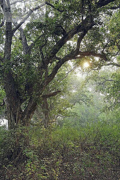 Wald  Keoladeo Ghana Nationalpark  Rajasthan  Indien  Asien