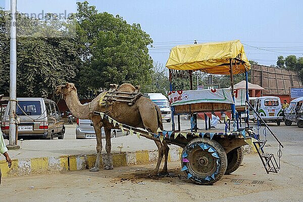 Dromedar als Zugtier von Kutsche  Agra  Uttar Pradesh  Einhöckriges Kamel (Camelus dromedarius)  Indien  Asien