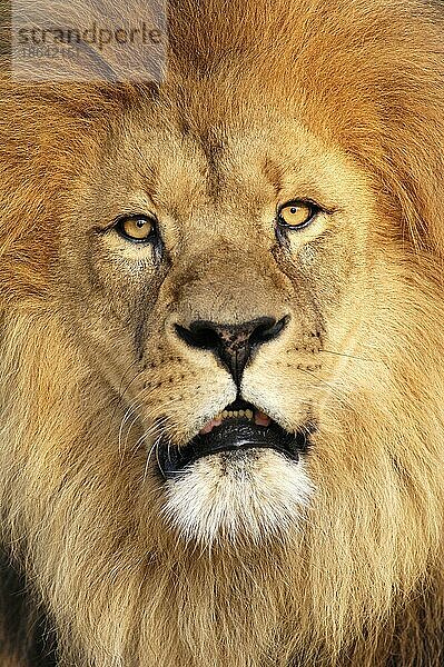 Afrikanischer Löwe (Panthera leo)  männlich nischer Löwe