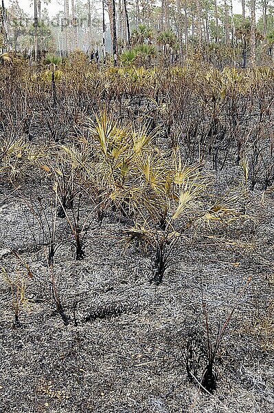 Sägepalmen (Serenoa repens) nach Waldbrand  Corkscrew Swamp Sanctuary  Florida  USA  Nordamerika