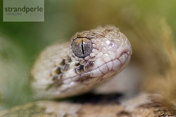 Sägeschuppige Viper (Echis carinatus)  Teppichviper