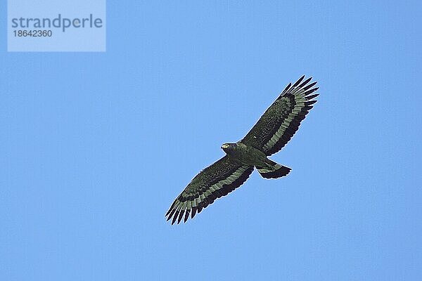 Schlangenweihe (Spilornis cheela)  Keolade  freistellbar  Ghana  Indien  Asien