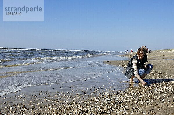 Frau sucht Muscheln am Strand  Niederlande  Europa