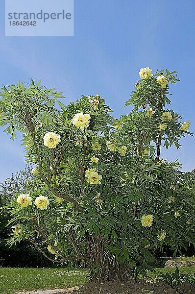 Gelbe Baumpfingstrose (Paeonia lutea)